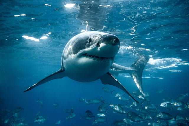 Un grand requin blanc photographié à la surface de l’eau 