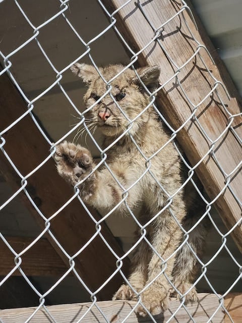 Photo du lynx retrouvé dans le poulailler 