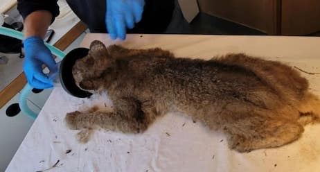 Photo du lynx retrouvé dans le poulailler 