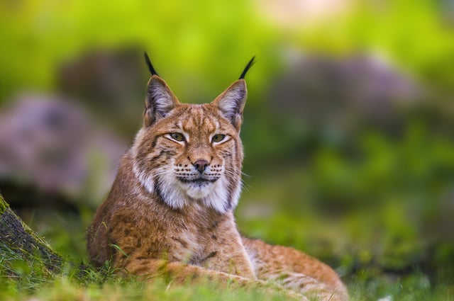 Un lynx roux dans les bois 