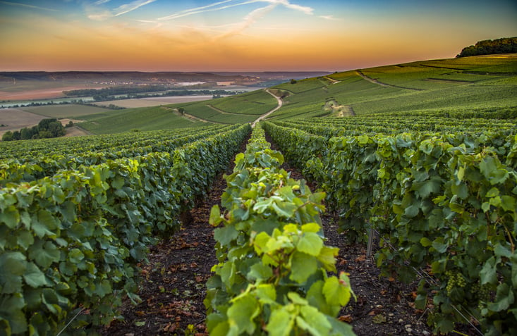 Des vignes en Champagne