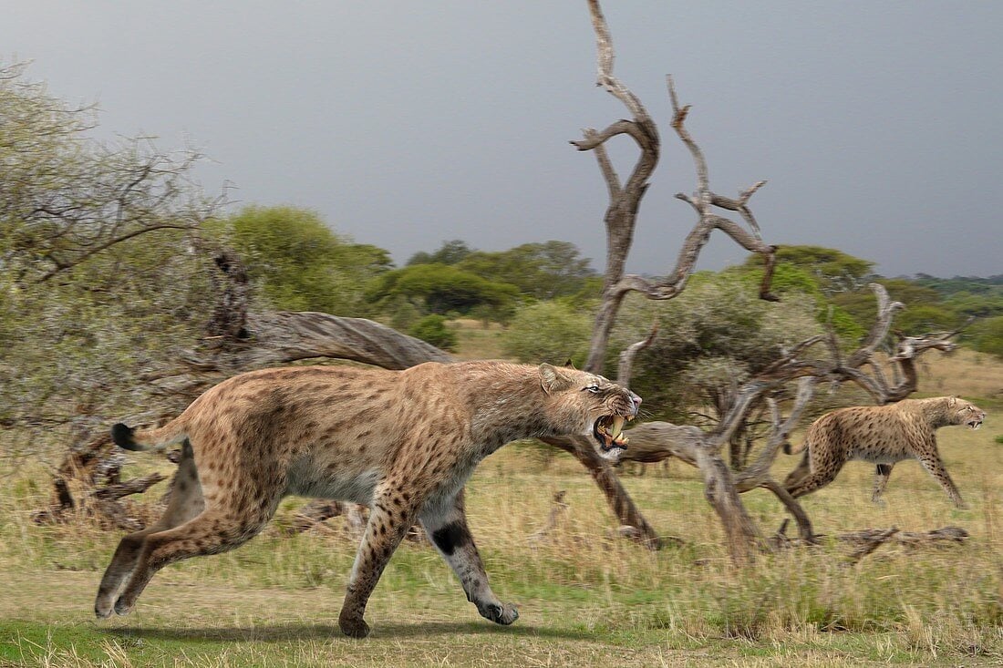 Reproduction d'un Homotherium latidens