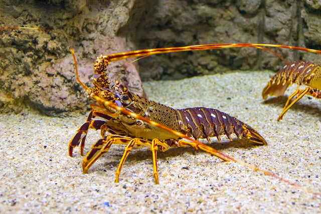 Un homard marchant sur le sable 