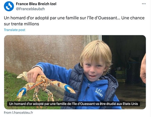 Capture d'écran du homard doré