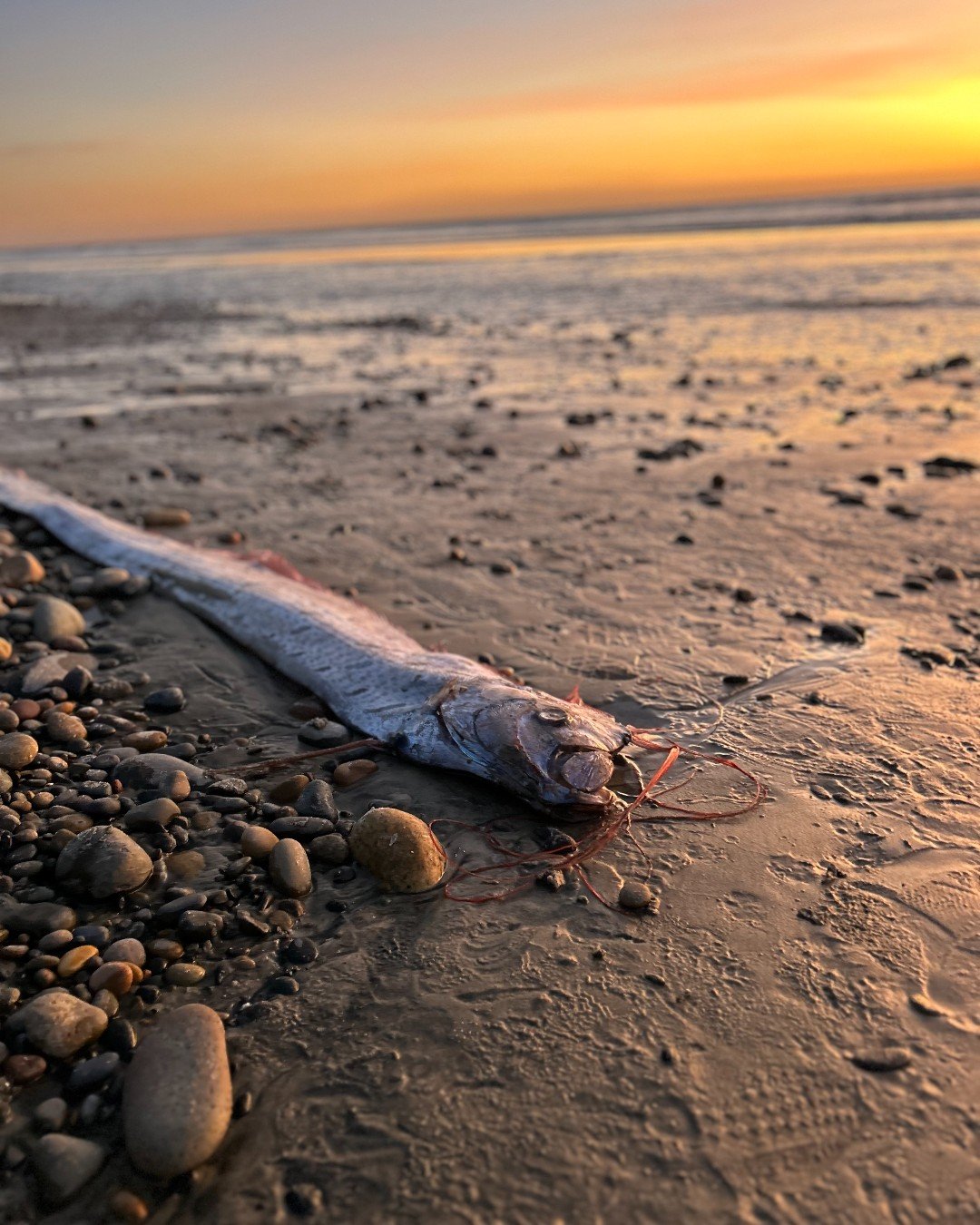 Un poisson de l'apocalypse découvert en Californie