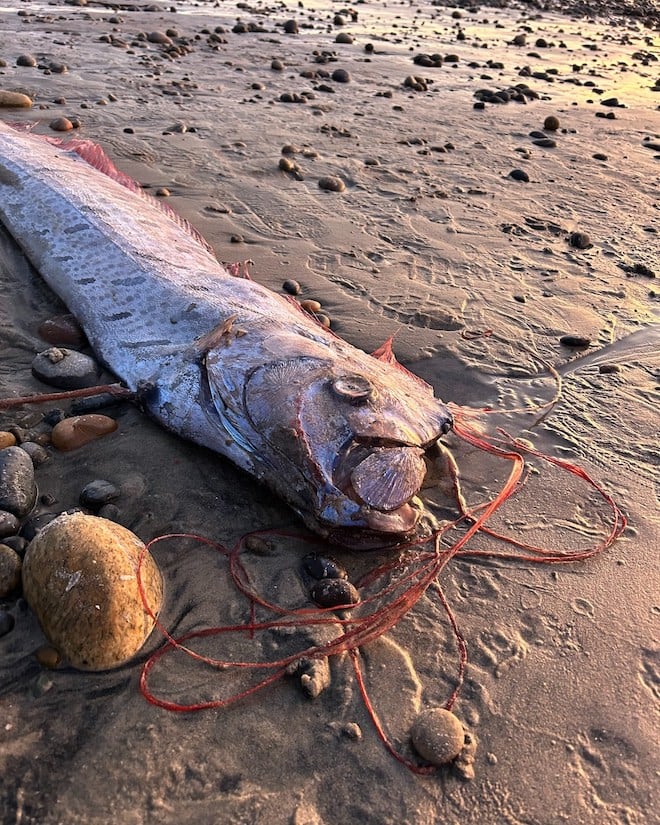 Un poisson de l'apocalypse découvert en Californie