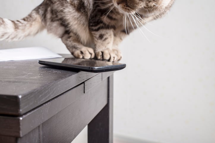 Un chat fait tomber un téléphone