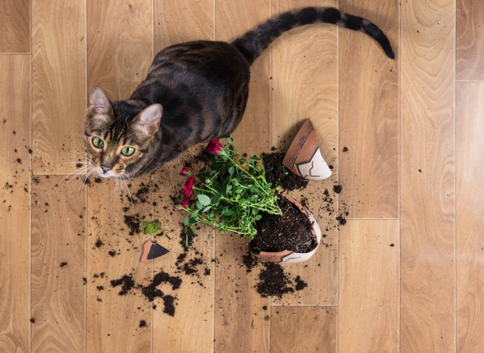 Un chat fait tomber un pot de fleurs