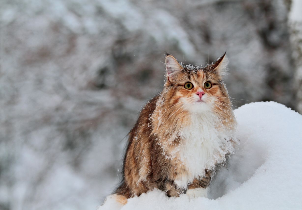 Un chat dans la neige