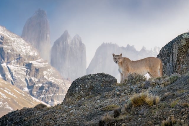 Un puma dans les montagnes