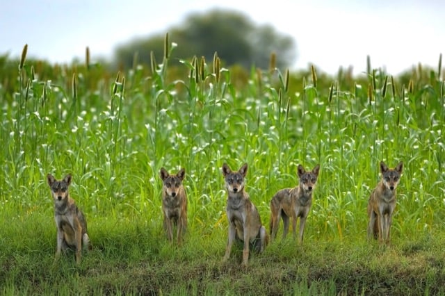 Une meute de loups dans les champs