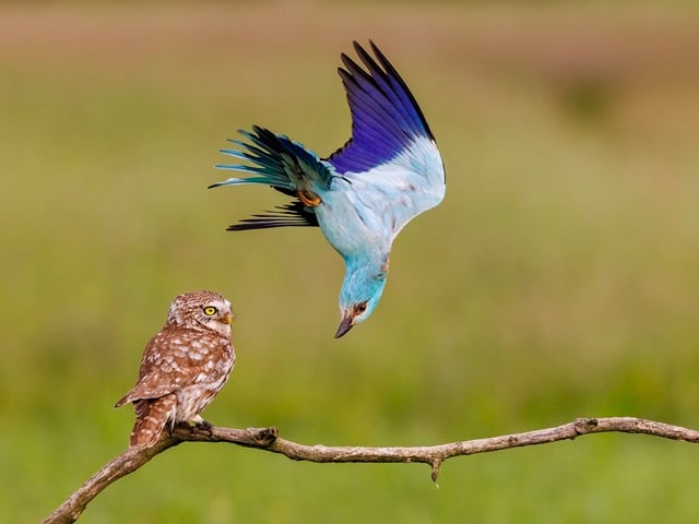 Un oiseau face à un hibou