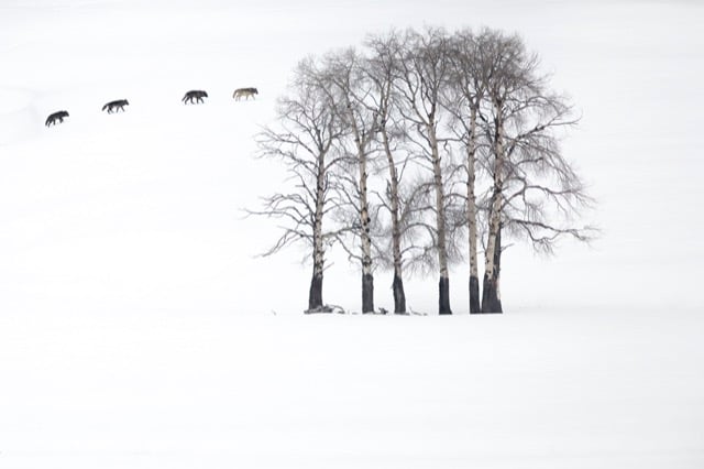 Des loups dans la neige