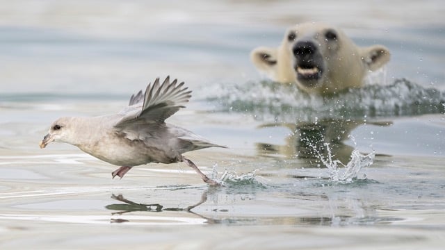 Un ours polaire essaie d'attraper un oiseau dans l'eau