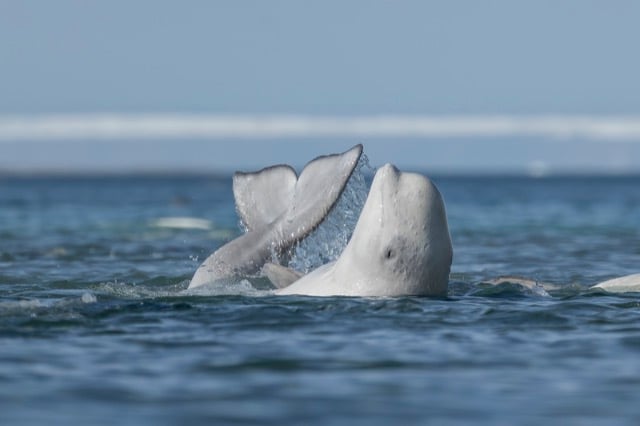 Un beluga dans la mer