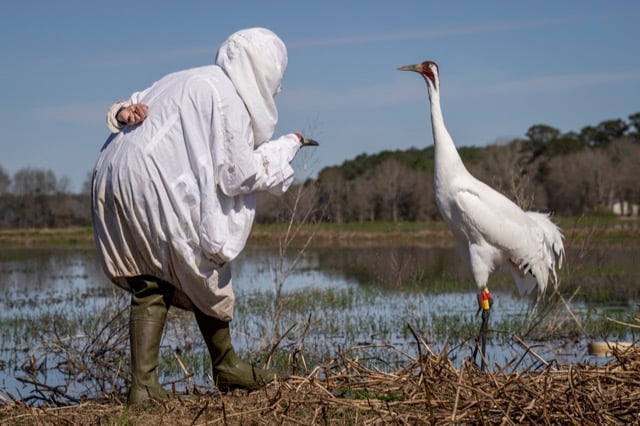 Un biologiste s'approche d'une grue blanche