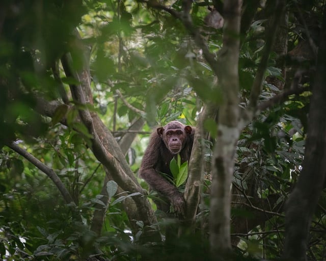 Un chimpanzé dans un arbre