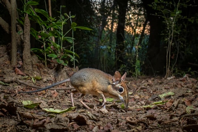 Un pétrodrome à quatre orteils dans une forêt