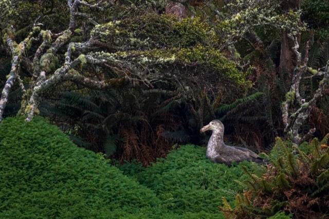 Un pétrel géant à la lisière d'une forêt