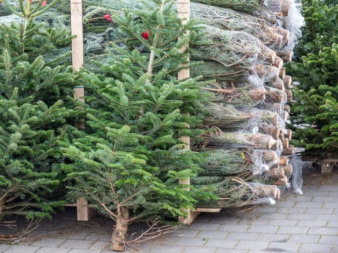 Un sapin coupé