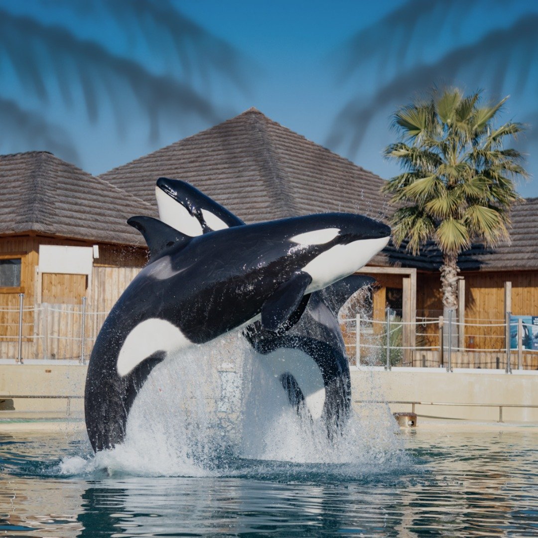 Des orques à Marineland