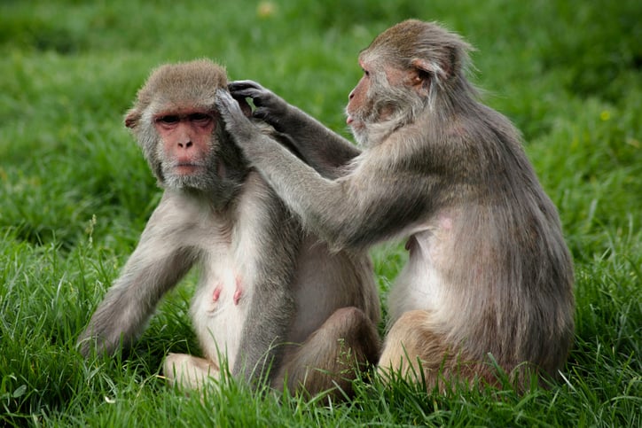 Des singes rhésus