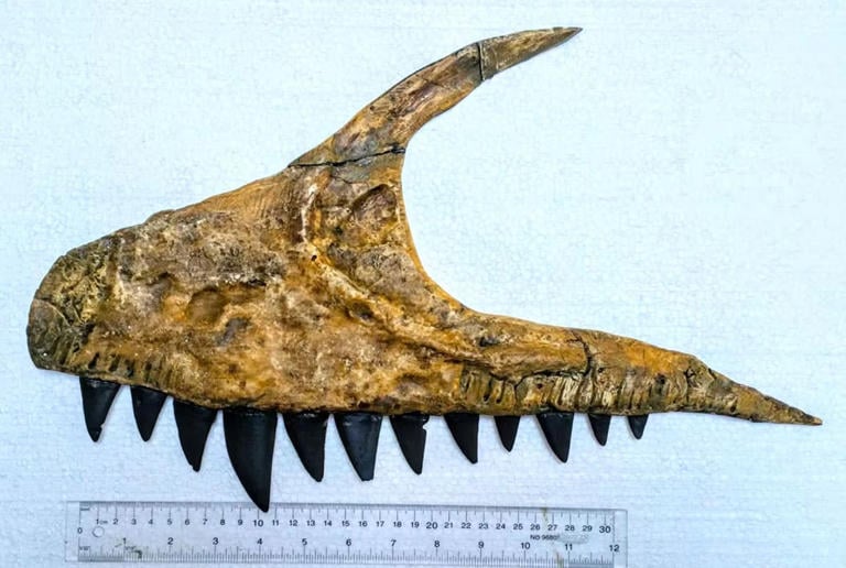 Machoîre fossilisée de l'Ulughbegasaurus