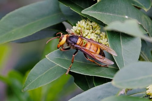 Un frelon géant du sud