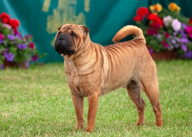 Un chien de race Shar Pei