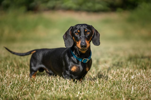 Un chien Teckel 