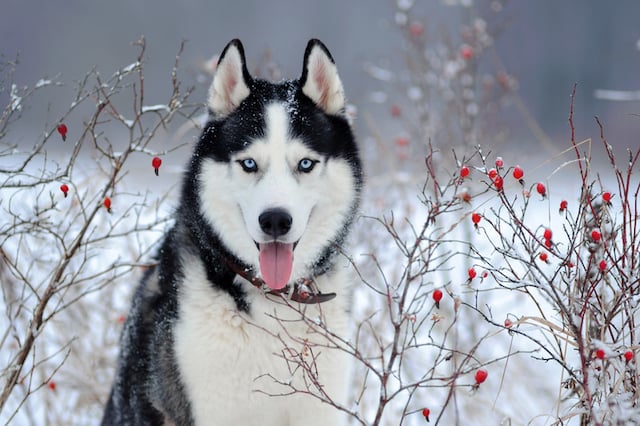 Portrait d'un Husky de Sibérie 