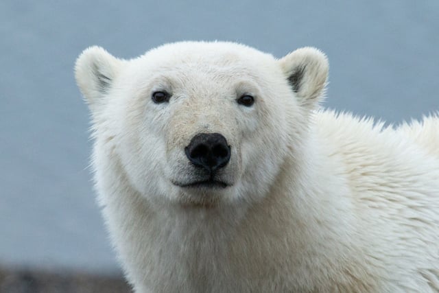 Gros plan sur un ours blanc