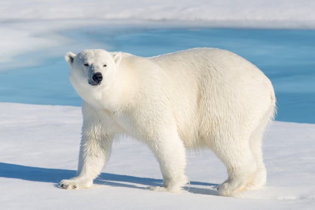 Un ours polaire sur la banquise 