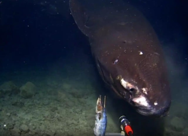 Le requin aperçu dans la fosse des Tonga