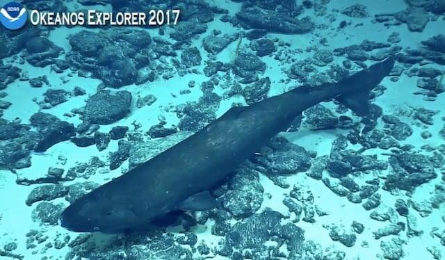 Requin dormeur du Pacifique aperçu durant l’expédition CAPSTONE de la NOAA en 2017