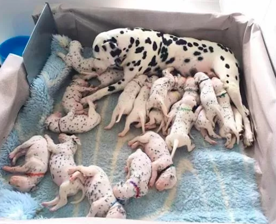 Perdita et ses 19 chiots