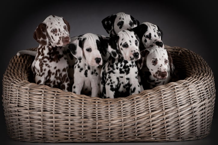 Des chiots dalmatiens