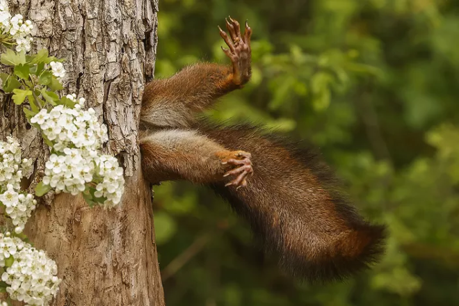 Un écureuil dans un tronc d'arbre