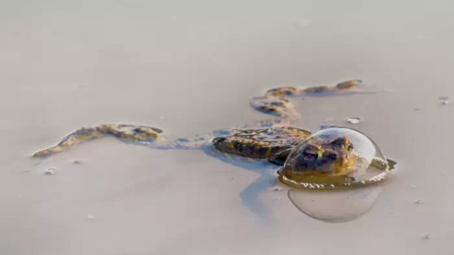 Une grenouille fait des bulles