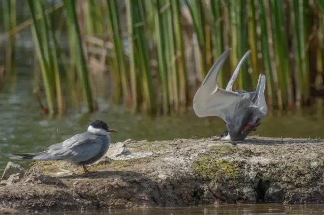 Un oiseau rate son atterrissage 