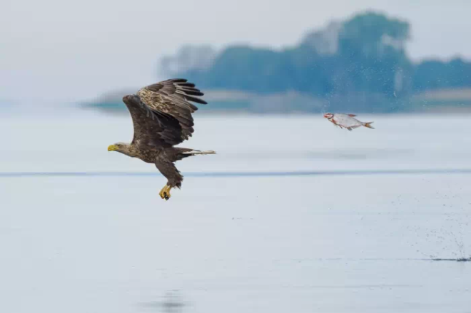 Un aigle se fait poursuivre par un poisson