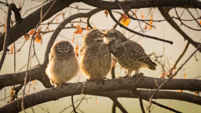 Trois hiboux sur une branche