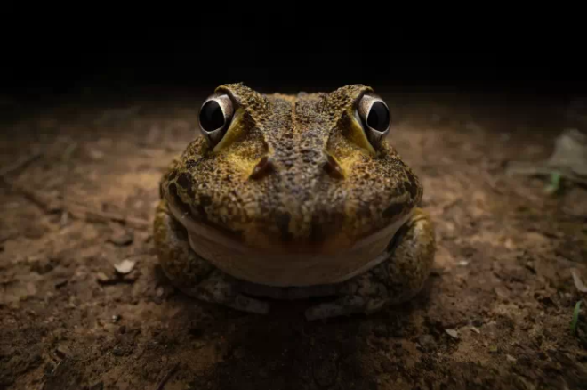 Une grenouille en gros plan