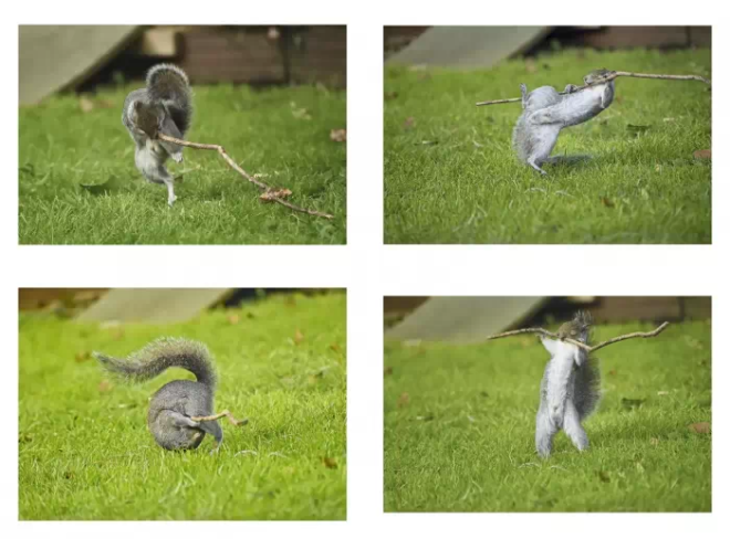 Un écureuil joue avec une branche