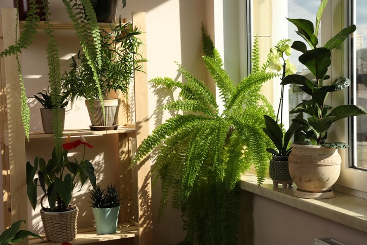 Des plantes vertes à l'intérieur