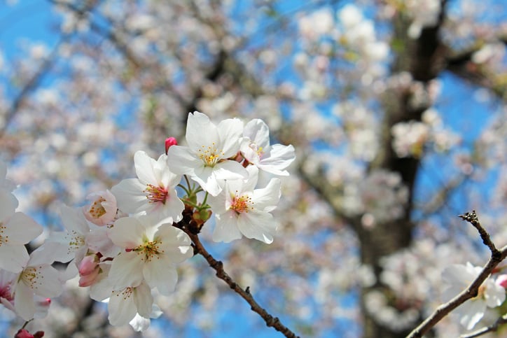 Un cerisier Prunus 