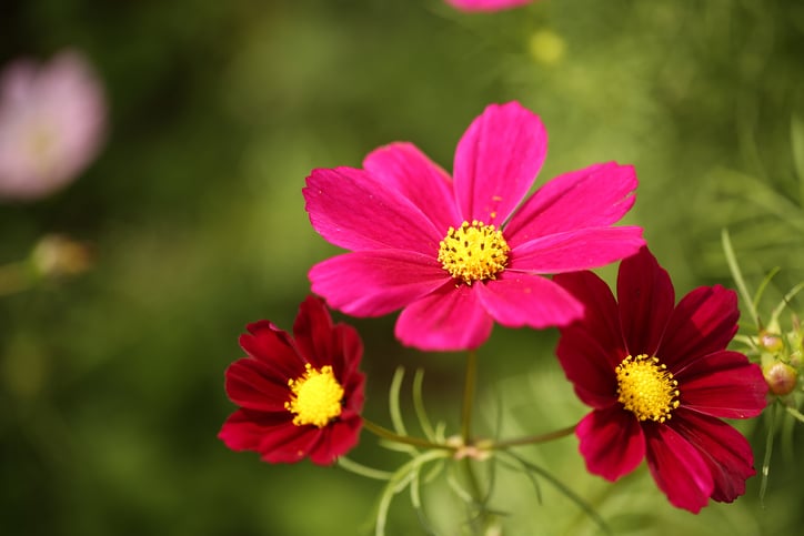 Le Cosmos astrosanguineus “Cherry Chocolate