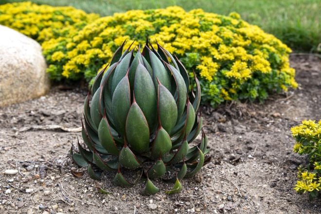 L'agave “Praying Hands” 