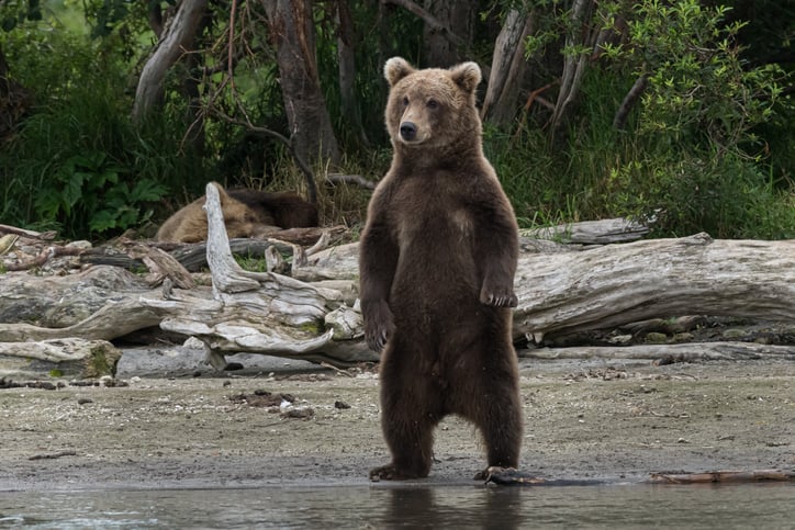 Un ours au bord d'une rivière 