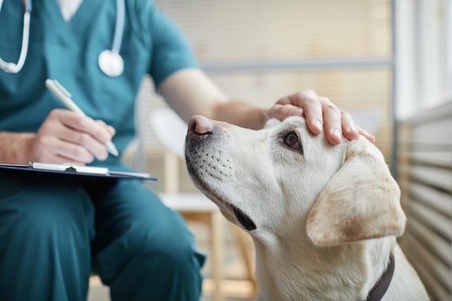 Un vétérinaire caressant un chien malade